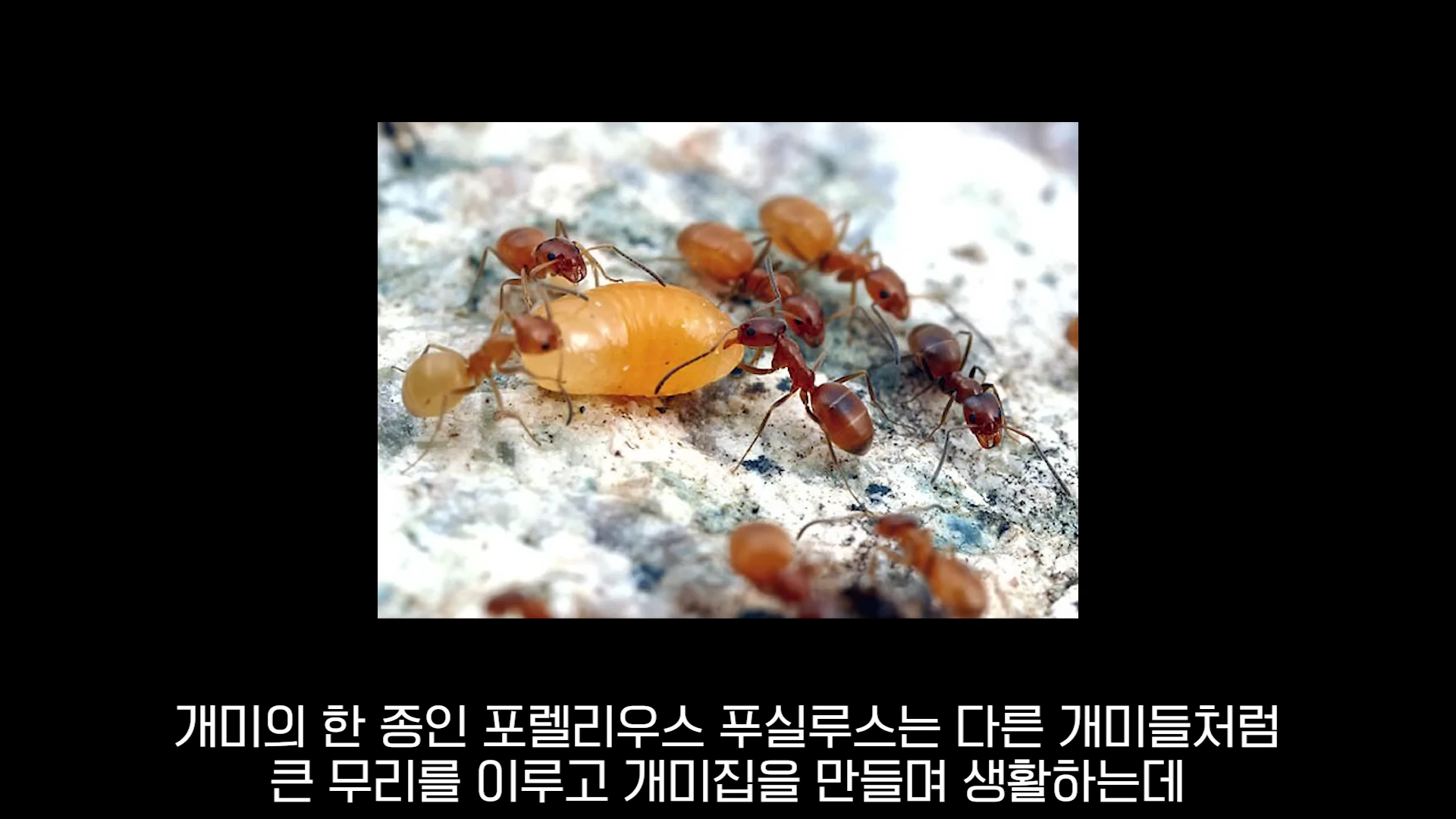 갈색 개미 여러 마리가 밝은 주황색의 애벌레를 둘러싸고 옮기고 있는 근접 촬영 사진