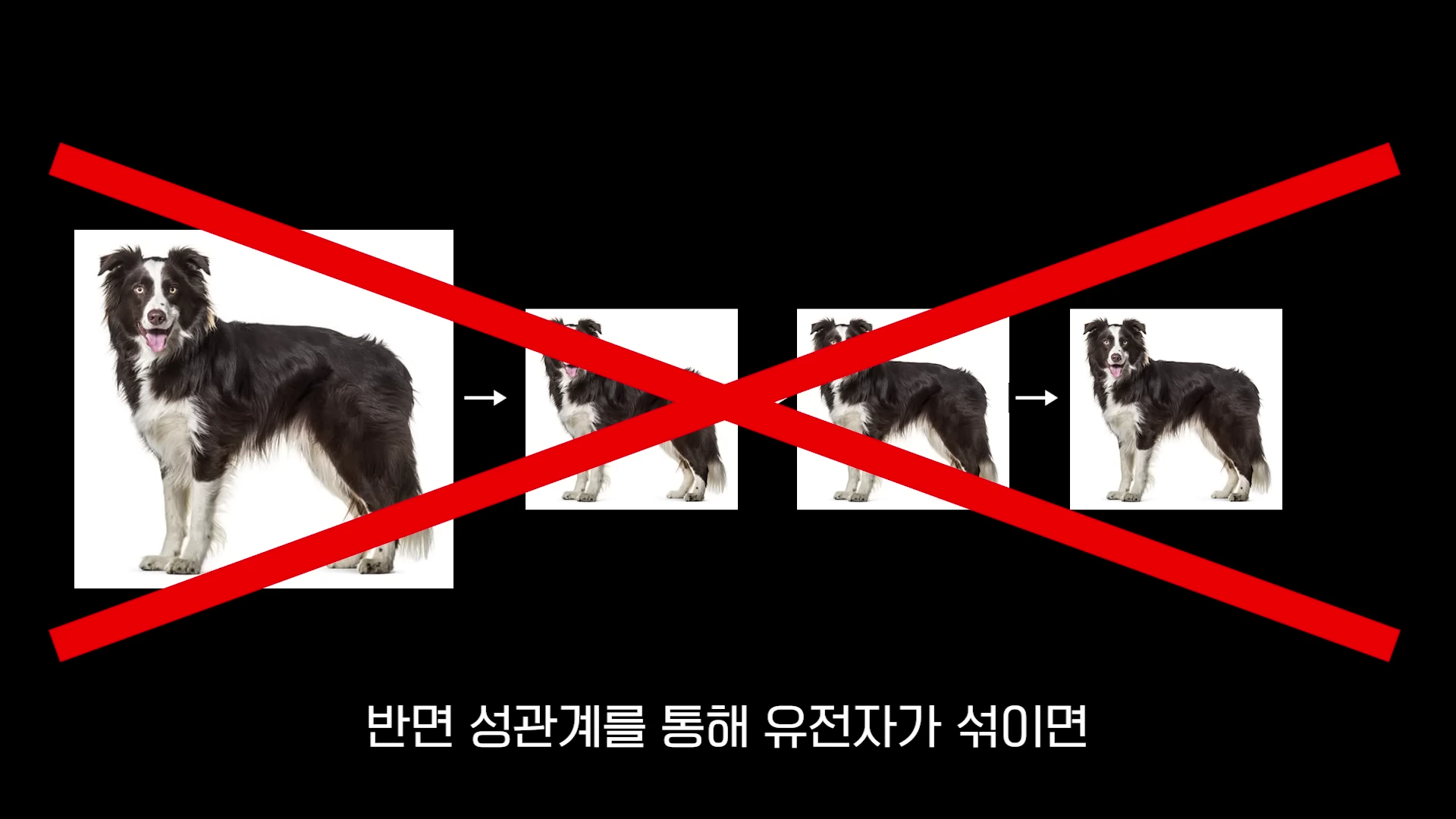 검은색과 흰색이 섞인 개 사진들이 나열된 가운데, 이미지 전체를 가로지르는 커다란 붉은색 X 표시와 '반면 성관계를 통해 유전자가 섞이면'이라는 문구가 적힌 그래픽