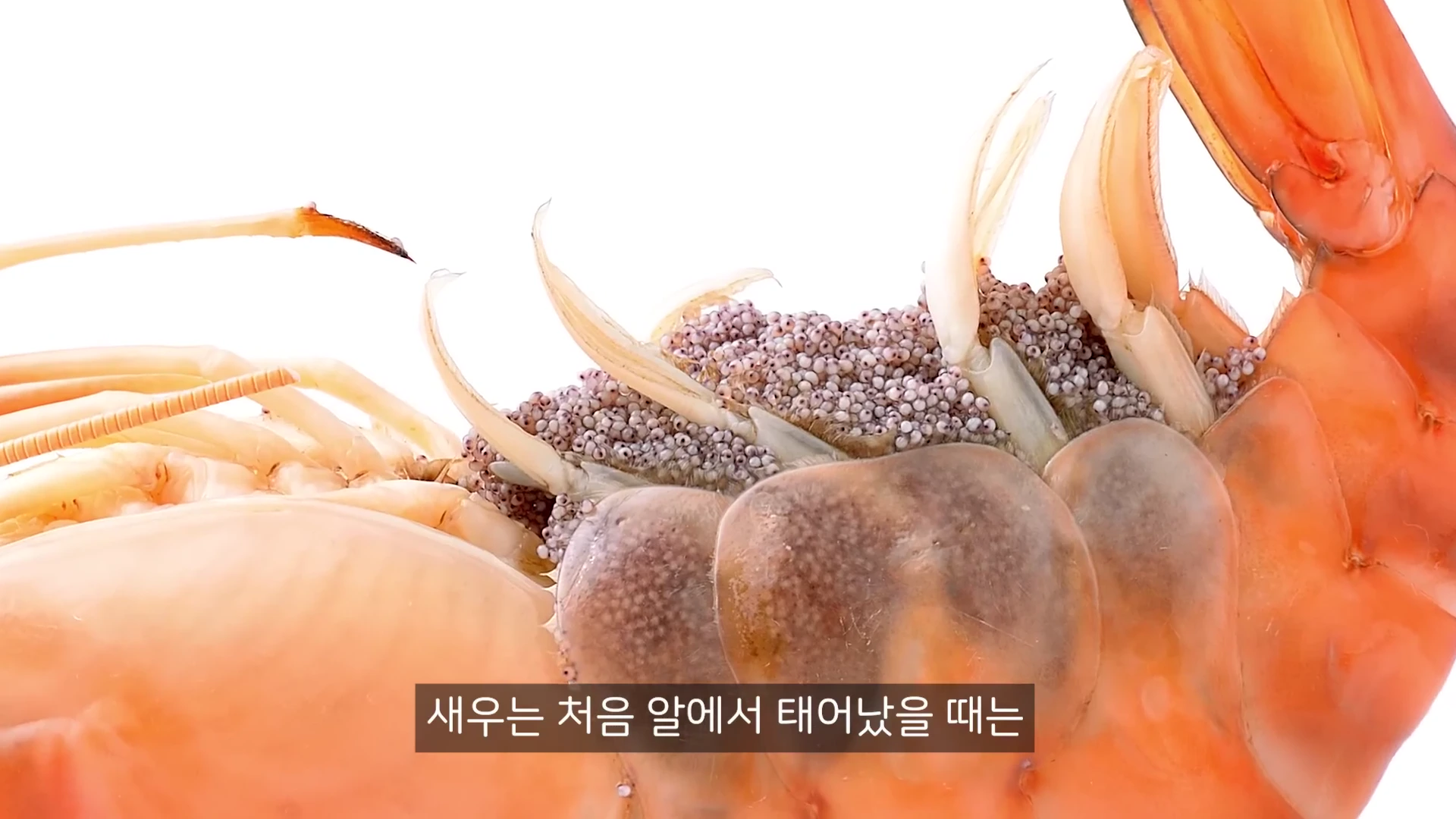 흰색 배경에서 성체 새우의 배 쪽에 빽빽하게 붙어 있는 수많은 알들이 클로즈업되어 보이며 아래에는 '새우는 처음 알에서 태어났을 때는'이라는 자막이 적혀 있습니다.