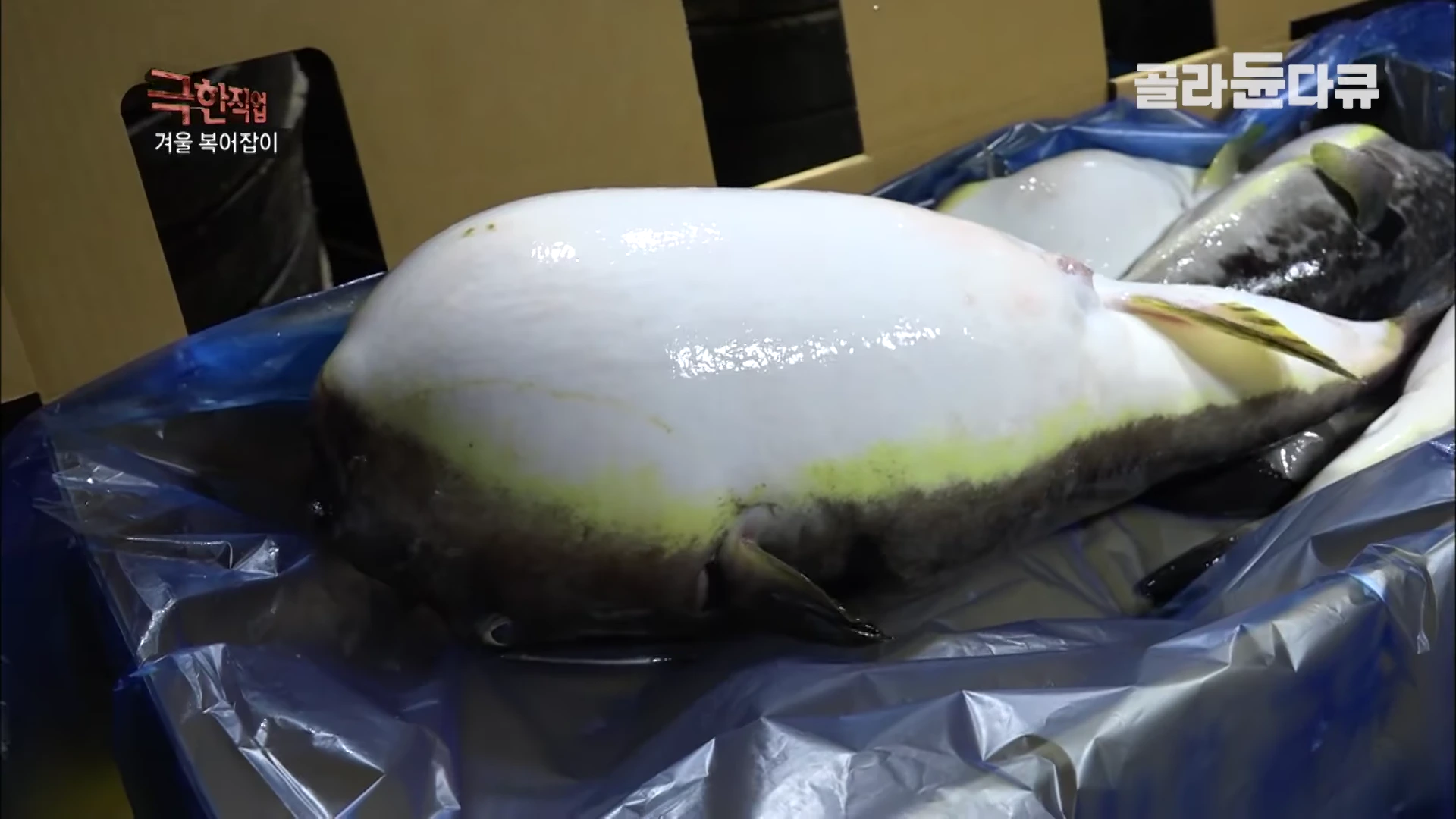 파란 비닐이 깔린 상자 안에 노란 줄무늬가 있는 밀복이 담겨 있는 모습