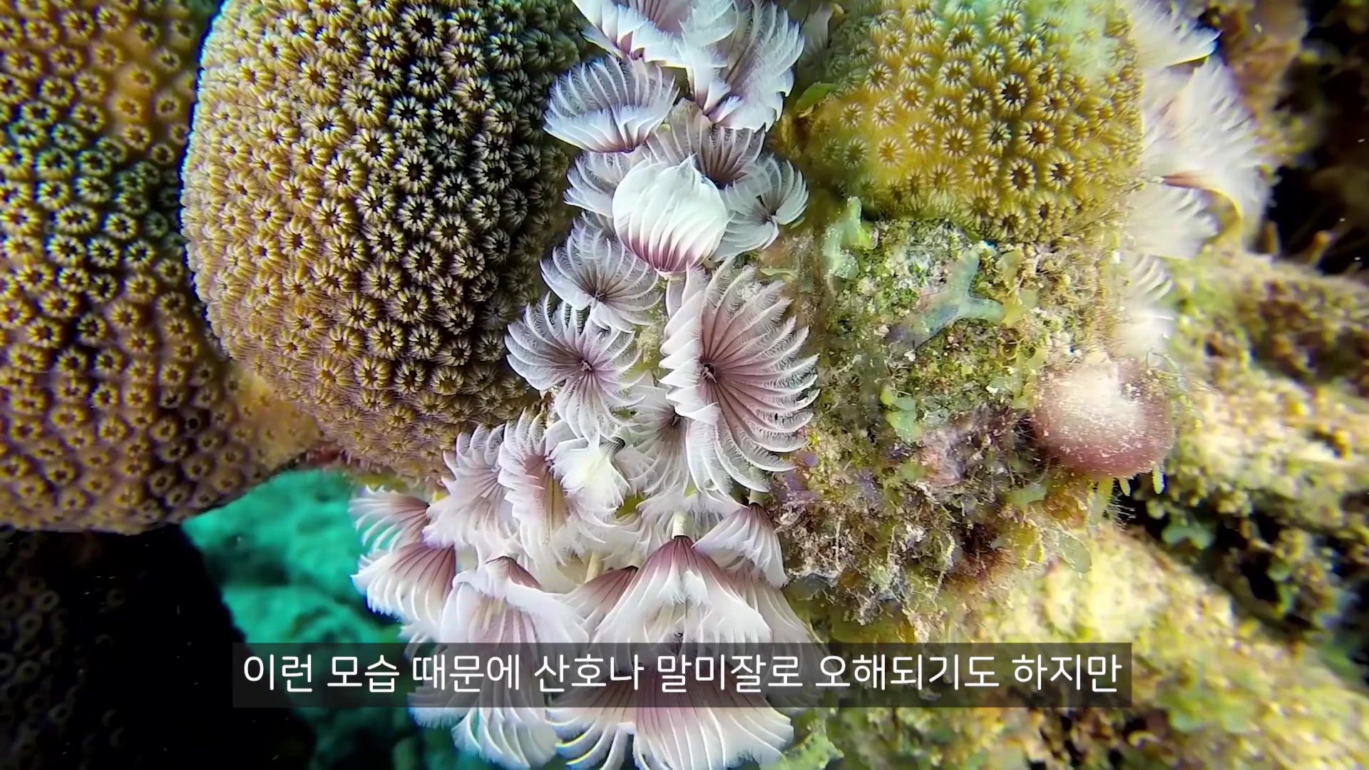 바닷속 산호초 틈에서 부채처럼 펼쳐진 흰색과 보라색의 꽃갯지렁이 촉수들이 가득 모여 있는 모습