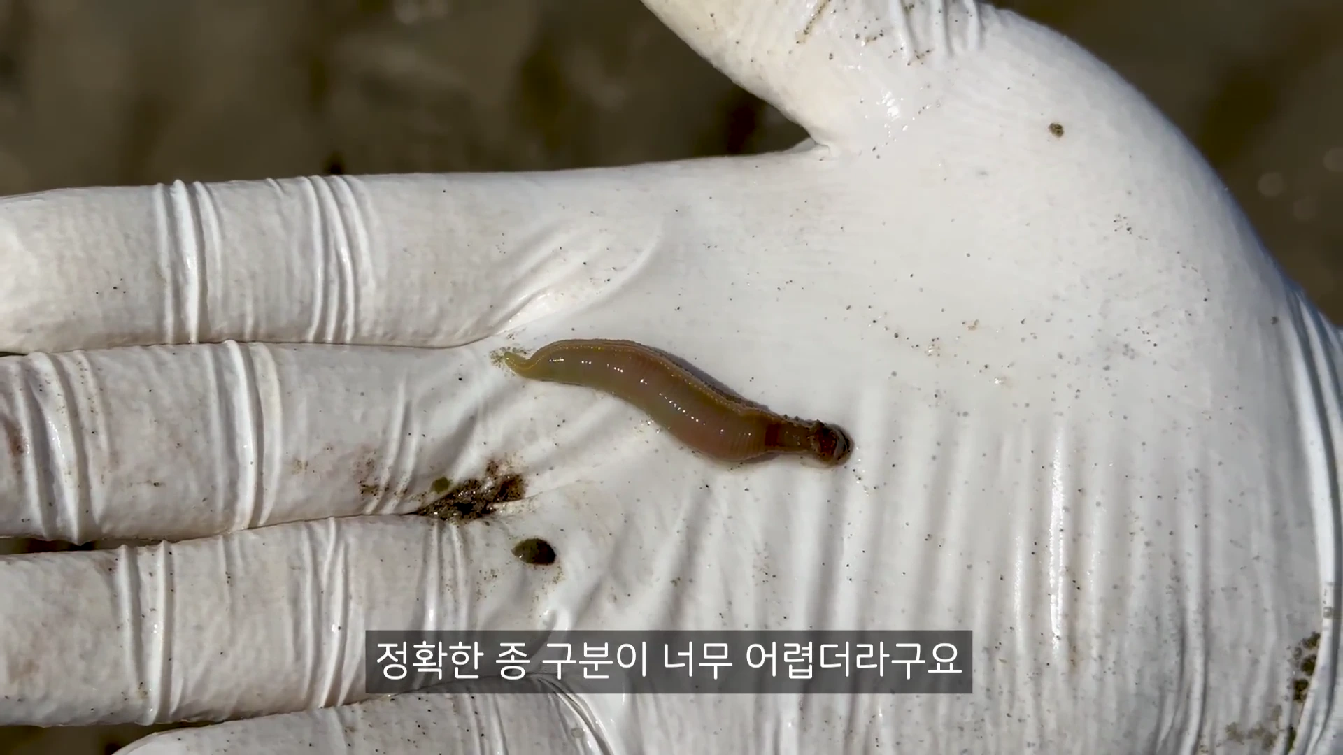 흰색 고무장갑을 낀 손바닥 위에 작고 매끄러운 몸을 가진 갯지렁이 한 마리가 놓여 있고 하단에는 자막이 있습니다.
