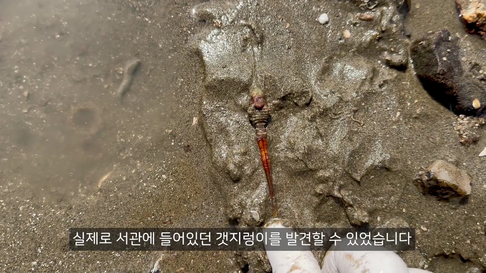 장갑을 낀 손이 갯벌 바닥을 파내어 밖으로 드러난 길쭉한 갈색의 갯지렁이 서관과 그 안에 있는 갯지렁이 본체를 보여주는 모습이다.