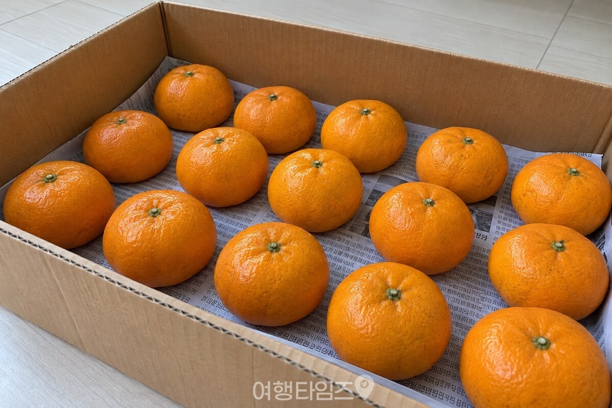 상자 안에서 한 층으로 놓인 귤의 꼭지와 간격 / 기사 이해를 돕기 위한 생성형 이미지