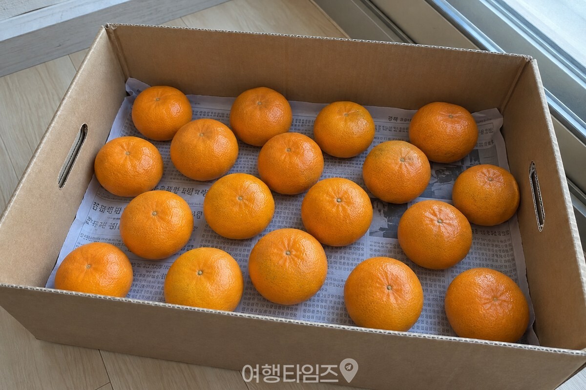 신문지를 깐 상자에 꼭지를 아래로 향하게 띄워 놓은 귤 / 기사 이해를 돕기 위한 생성형 이미지