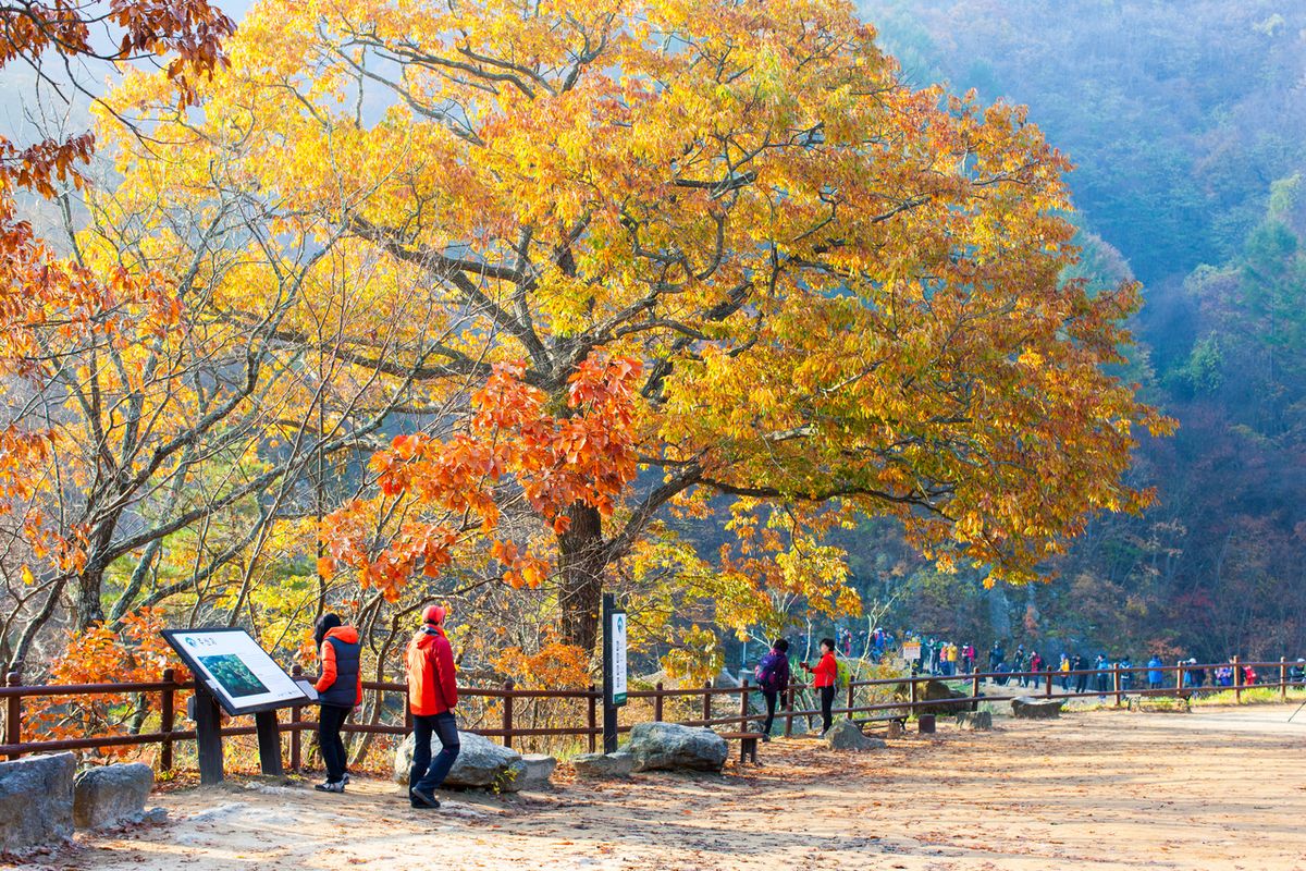 주산지 / 한국관광공사-김지호