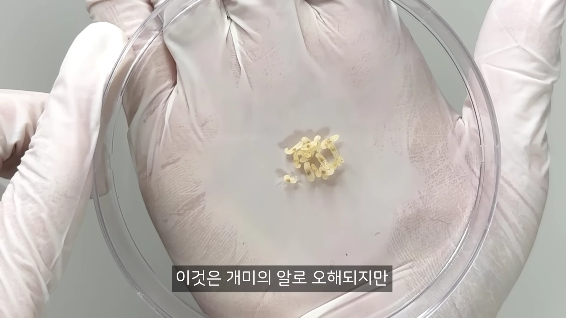 흰색 장갑을 낀 손이 투명한 페트리 접시 위에 놓인 작고 쌀알 같은 개미 유충들을 들고 있는 모습.