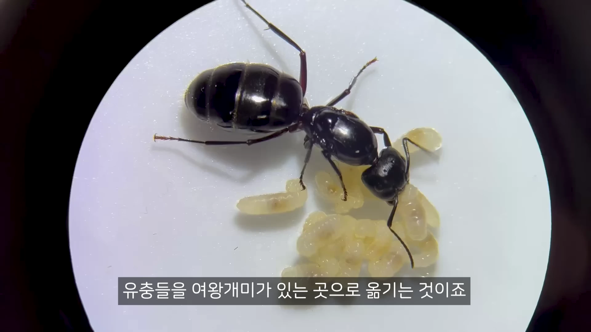 흰색 원형 판 위에 여왕개미 한 마리와 그 주변에 모여 있는 작은 유충들이 놓여 있으며, 하단에는 한국어 자막이 있는 화면.