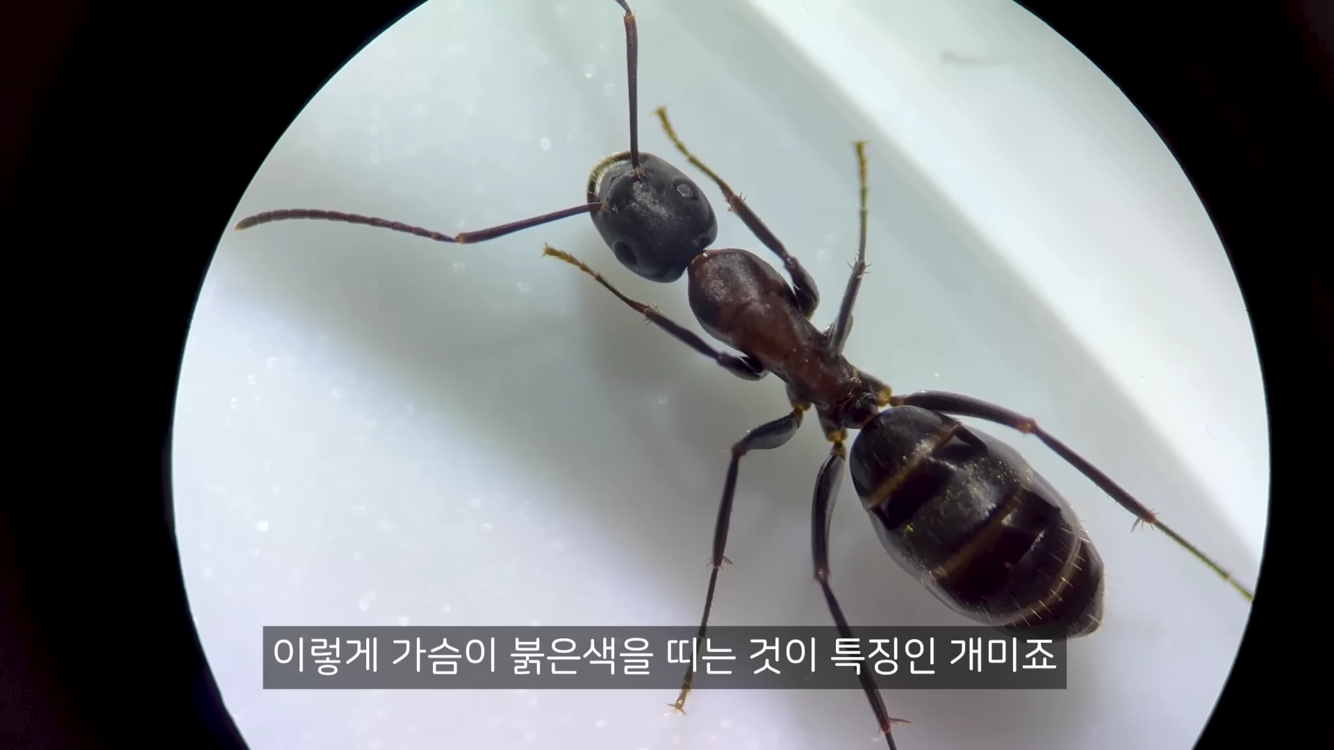 현미경으로 확대하여 관찰한 한국홍가슴개미 한 마리의 모습으로, 붉은색을 띠는 가슴과 검은 머리 및 배가 선명하게 보인다.