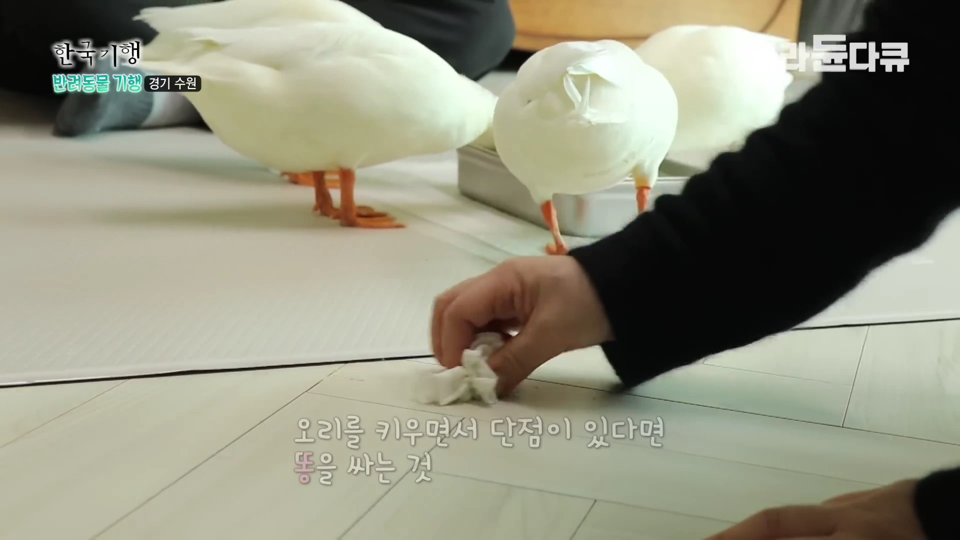 실내 바닥에 있는 흰 오리들에게 주인이 휴지로 배설물을 닦아주고 있는 모습의 방송 영상 화면