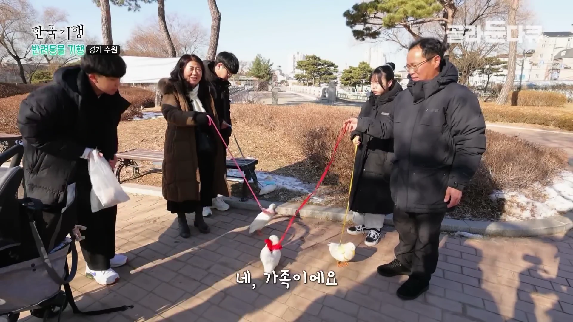 공원에서 두꺼운 외투를 입은 가족들이 목줄을 한 하얀 오리들과 함께 산책하고 있는 모습