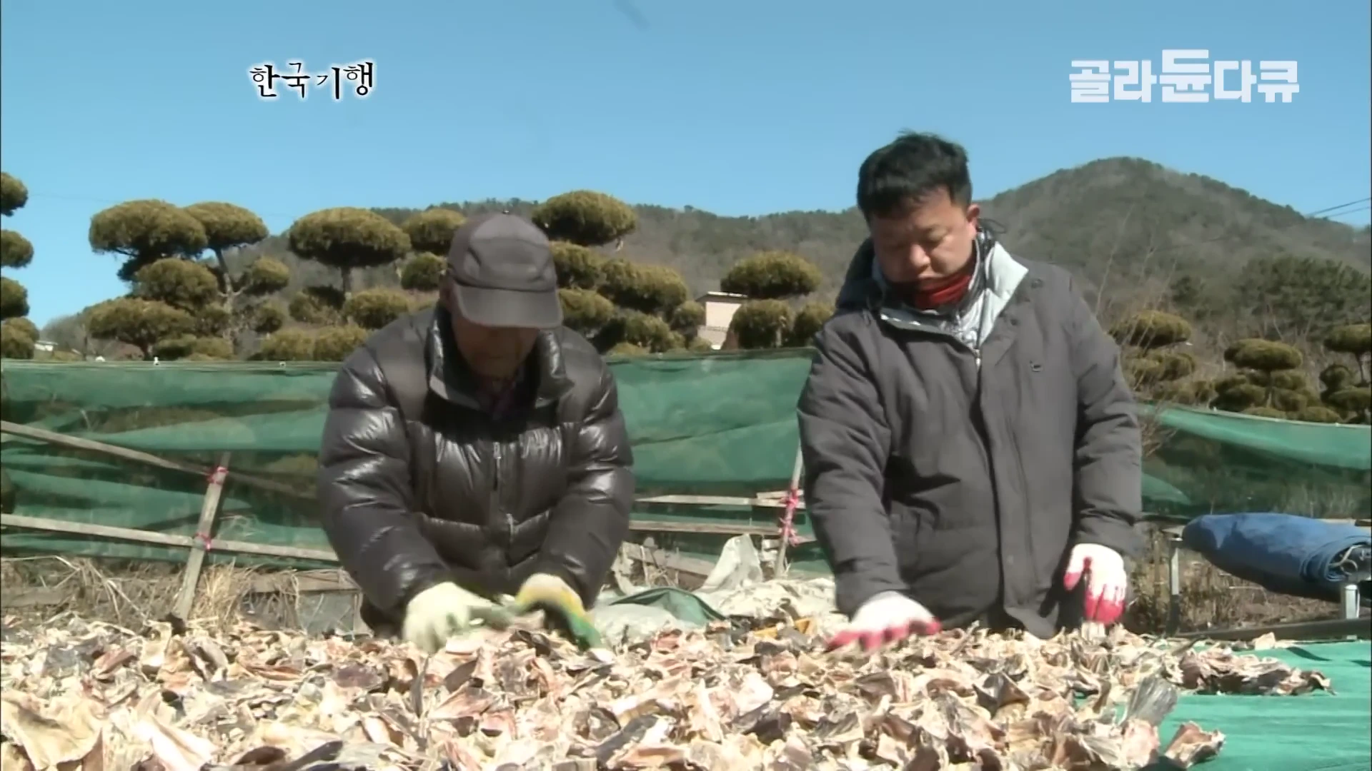 두 명의 남성이 야외 덕장에서 넓게 펼쳐진 말린 아귀들을 손질하며 상태를 살피고 있다.