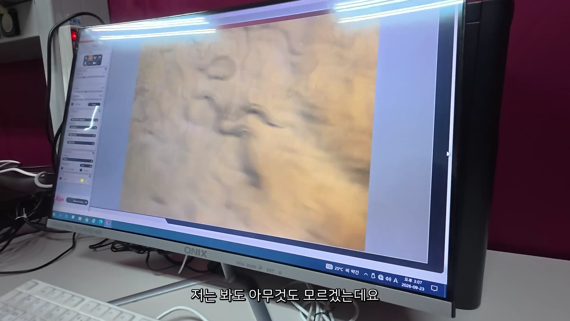 현미경에 연결된 모니터 화면에 투명하고 길쭉한 예쁜꼬마선충들이 배양 접시 위에서 활발하게 움직이는 모습이 확대되어 보입니다.