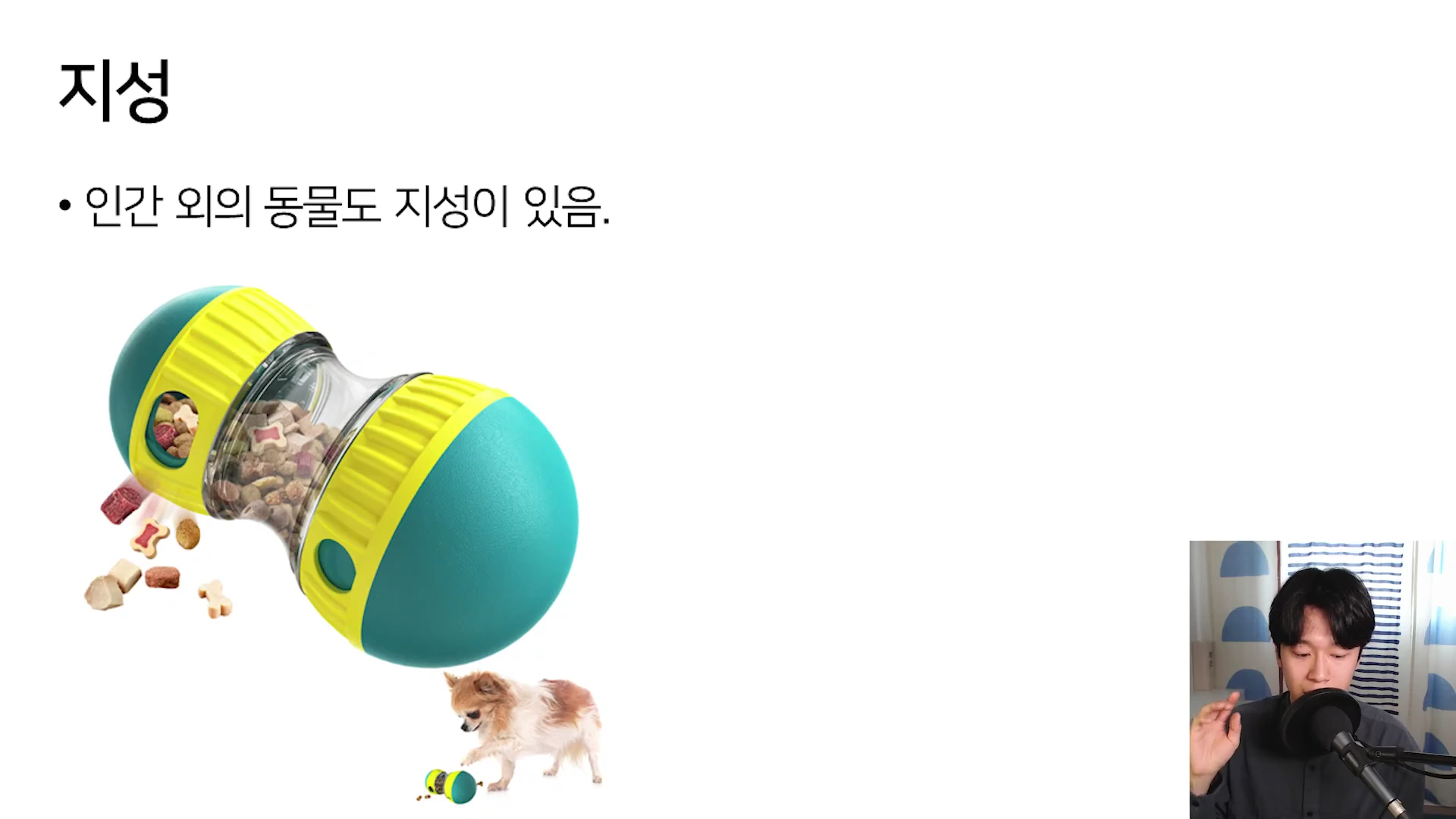 흰색 배경에 지성이라는 제목과 '인간 외의 동물도 지성이 있음'이라는 문구, 먹이가 나오는 강아지 장난감을 가지고 노는 강아지 사진이 있고, 화면 우측 하단에는 마이크 앞에 앉아 설명하는 남성의 모습이 담긴 발표 화면.