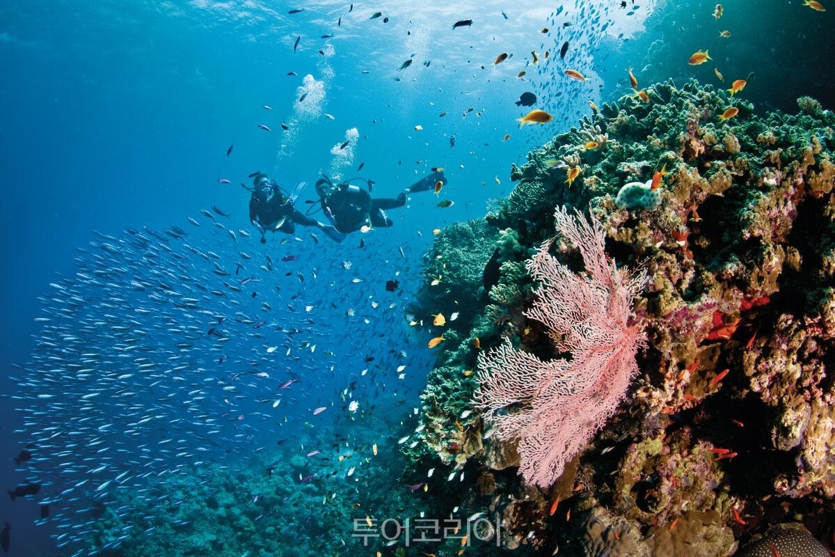 그레이트 배리어 리프 다이빙 ⓒTourism and Events Queensland