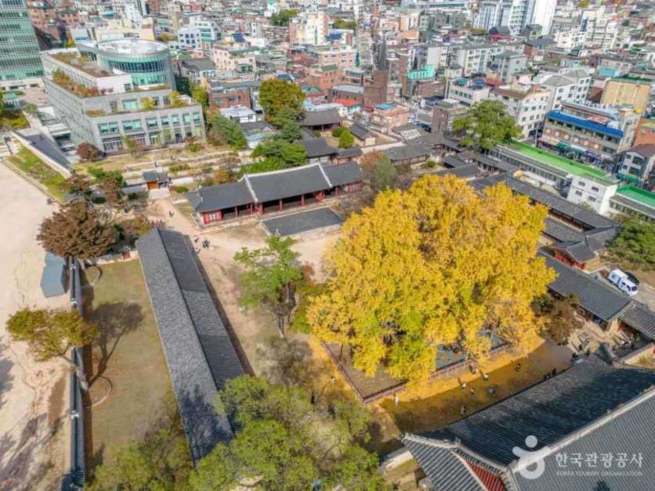 성균관 문묘 은행나무 / 사진=한국관광공사