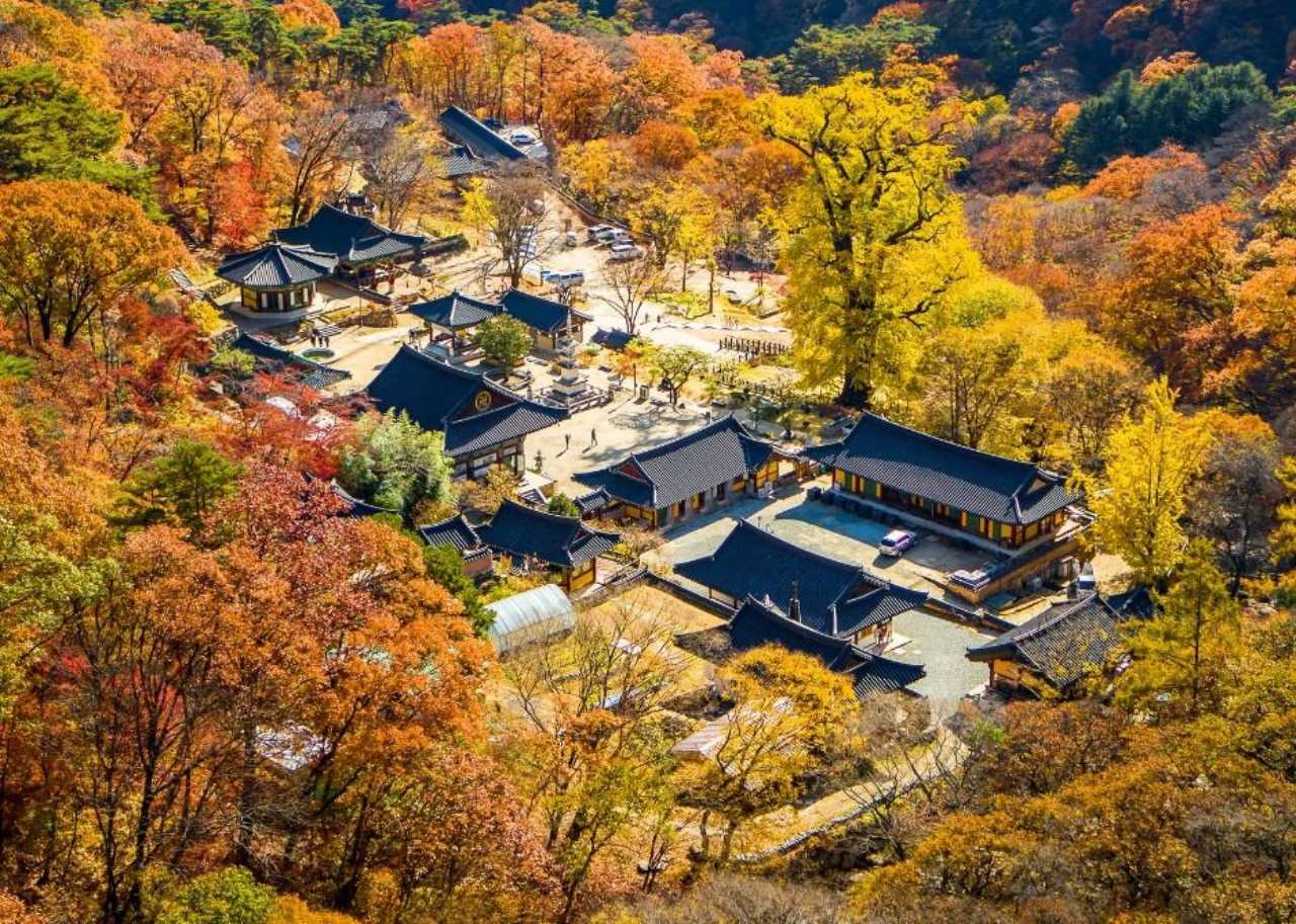 용문사 은행나무 / 사진=한국관광공사
