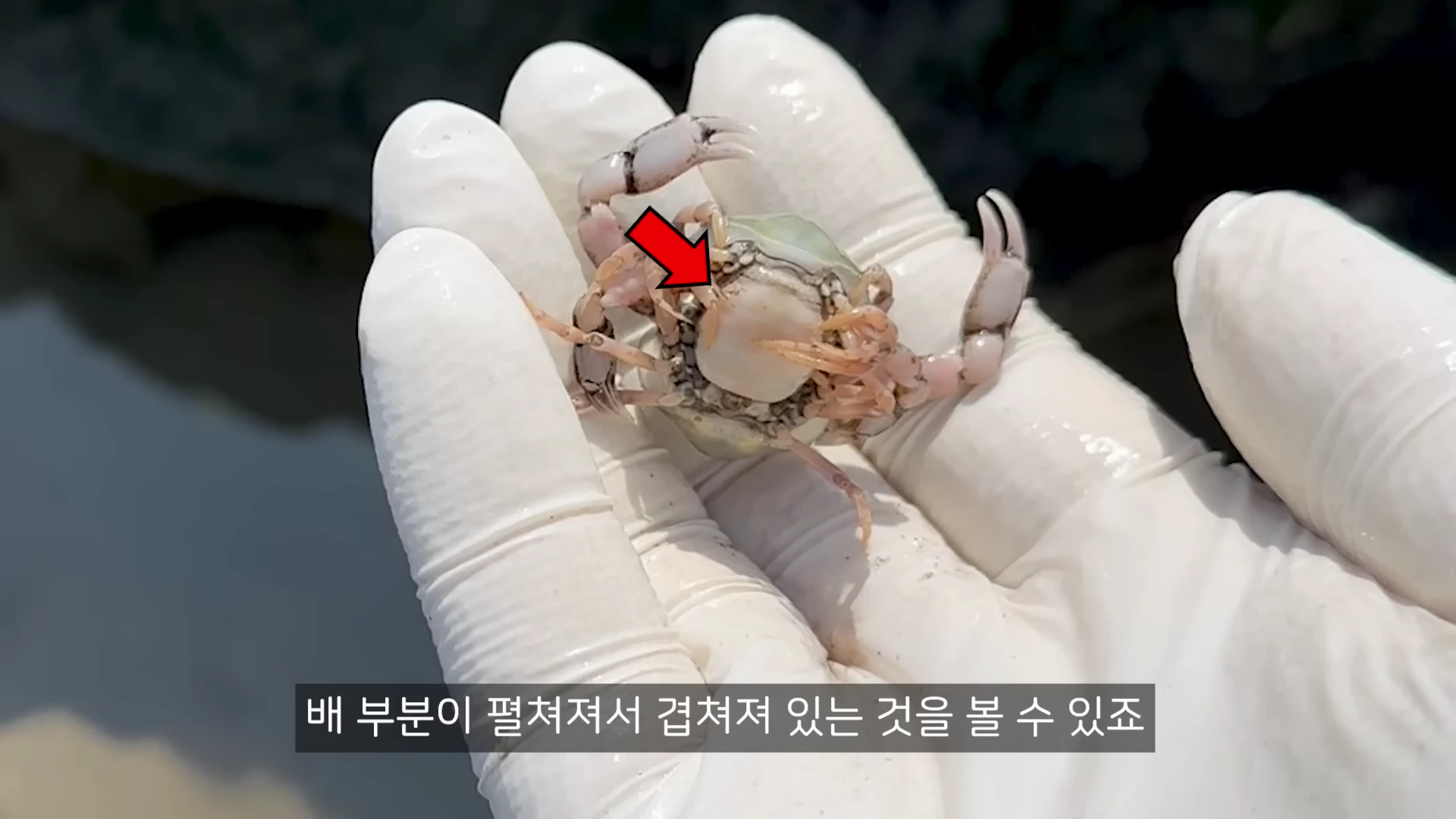 흰 장갑을 낀 손바닥 위에 뒤집혀 있는 작은 게 한 마리가 올려져 있고, 게의 복부 부분을 가리키는 빨간색 화살표가 표시되어 있다.