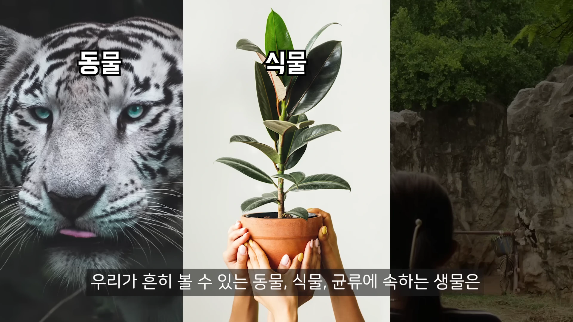세로로 삼등분된 화면에 각각 호랑이 얼굴, 손으로 들고 있는 화분, 숲이 보이는 사진이 배치되어 있고, 상단에 '동물', '식물'이라는 텍스트와 하단에 자막이 표시된 영상 화면.