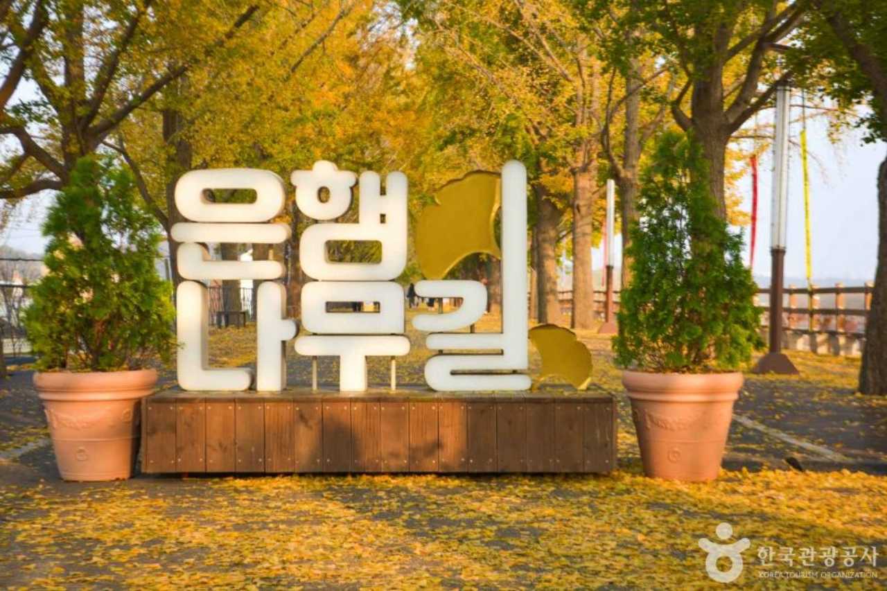 충남 아산 은행남귈 곡교천 산책 / 사진=한국관광공사