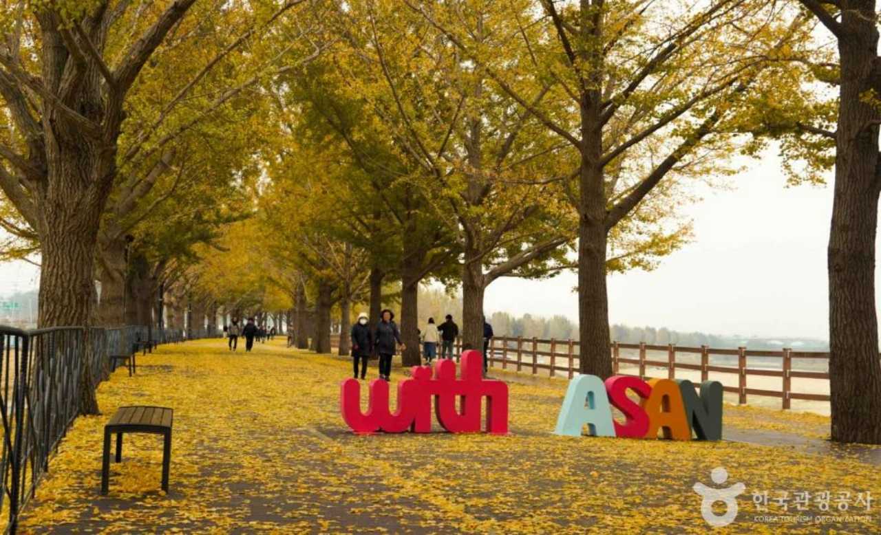 곡교천 주차 정보 / 사진=한국관광공사