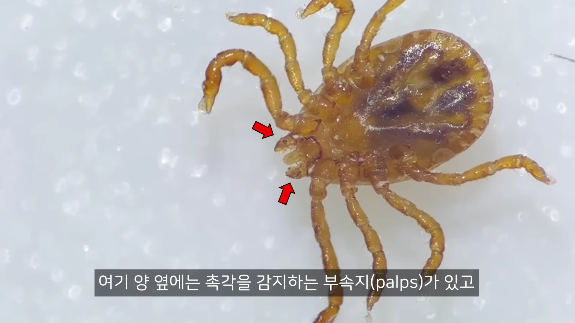 현미경으로 확대한 진드기의 모습. 진드기의 머리 양옆에 붉은 화살표가 표시된 부속지들이 강조되어 있고 하단에는 '여기 양 옆에는 촉각을 감지하는 부속지(palps)가 있고'라는 자막이 적혀 있다.
