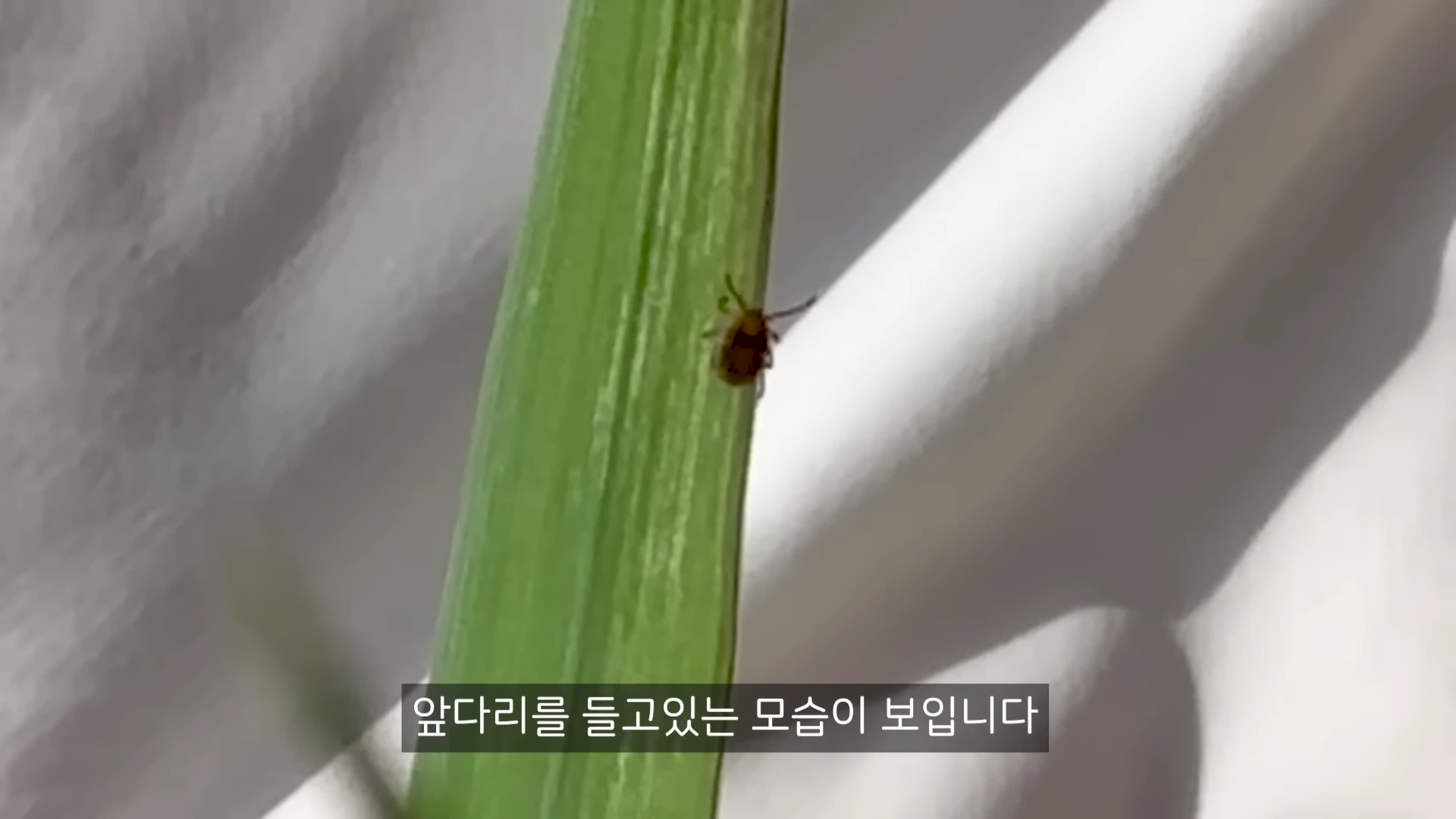 초록색 풀잎 끝에 작은 진드기가 매달려 앞다리를 위로 치켜들고 있는 근접 촬영 영상 화면