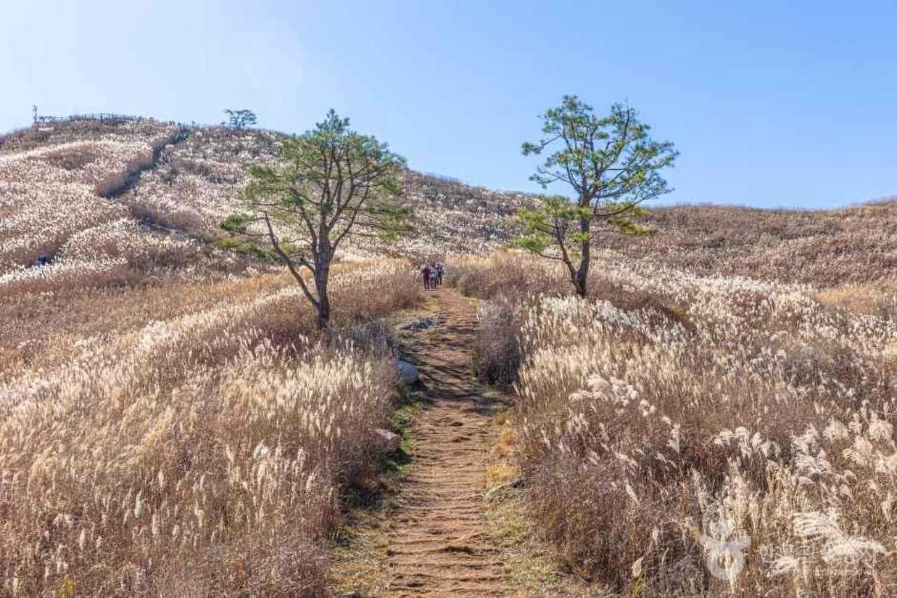 정선 민둥산 / 사진=한국관광공사