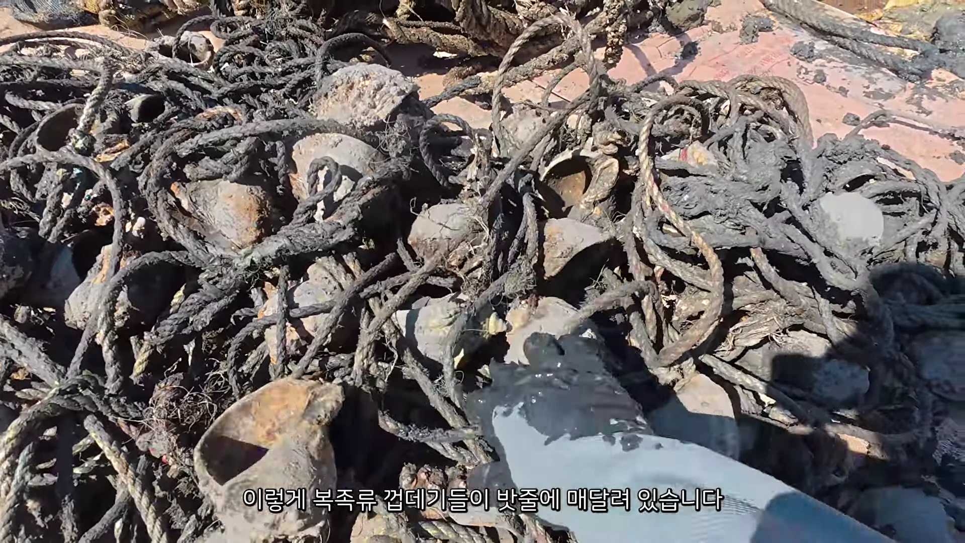바닷속에서 건져 올린 뒤 엉켜있는 폐그물과 줄, 그 사이에 매달린 소라 껍데기들을 장갑을 낀 손으로 살펴보고 있는 모습