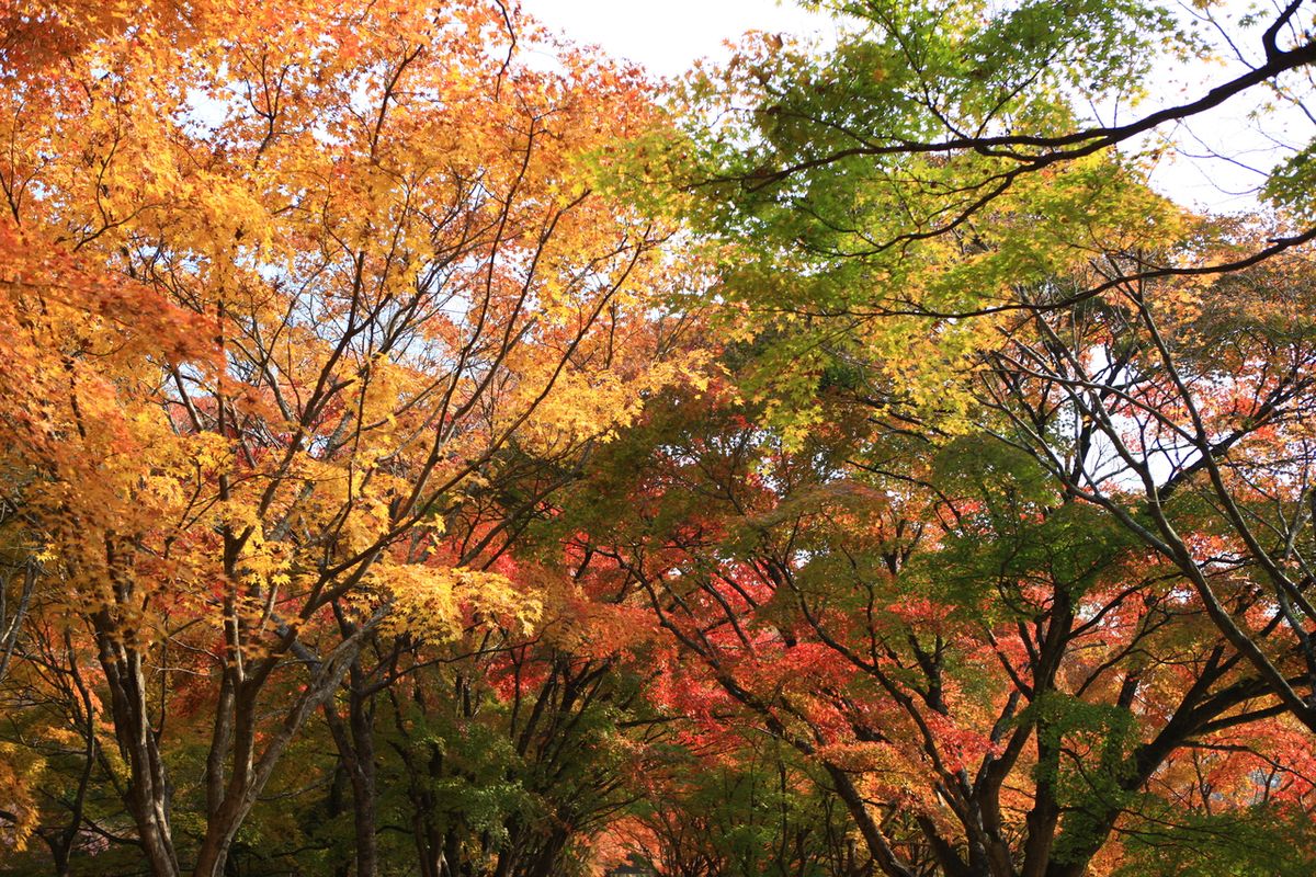 내장산국립공원 / 한국관광공사-김지호