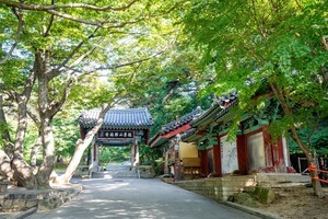"이제 무료 입장으로 바꼈습니다" 보는 순간 경건해지고 마음이 편안해지는 사찰 여행지