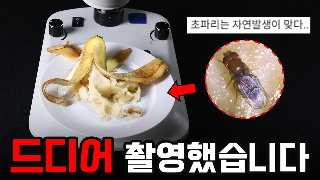 초파리 발생 원인과 유입 경로: 바나나에 초파리가 생기는 진짜 이유