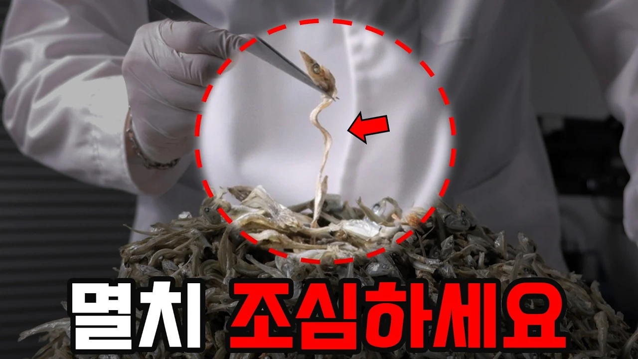 멸치 볶음 속 이물질? 먹어도 되는 혼획 생물과 반드시 버려야 할 복어 구별하기