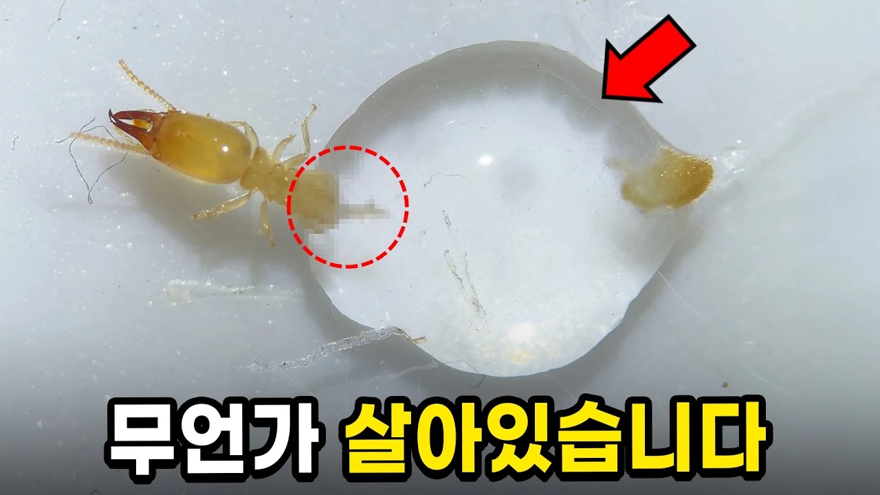 흰개미는 어떻게 나무를 먹을까? 현미경으로 관찰한 장내 미생물과 소화 원리