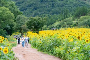 "8월 17일까지만 열립니다" 해발 800m 시원한 곳에 해바라기 100만 송이가 있는 여름 꽃밭 여행지