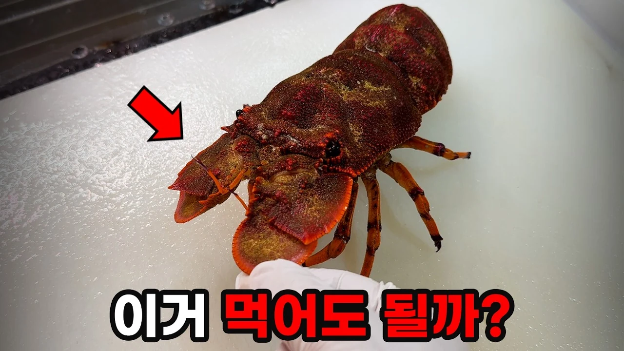 오키나와 수산시장에서 발견한 매미새우 생물학적 특징과 시식 후기