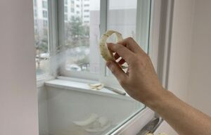 "무 껍질 그냥 버리지 마세요" 유리창에 무 껍질을 문질렀더니 세제 없이 투명해집니다