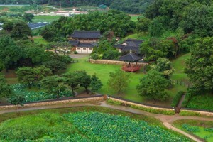 "1463년에 심은 연꽃입니다" 지금 가장 활짝 펴서 아름답다는 입장료 무료 연꽃 명소