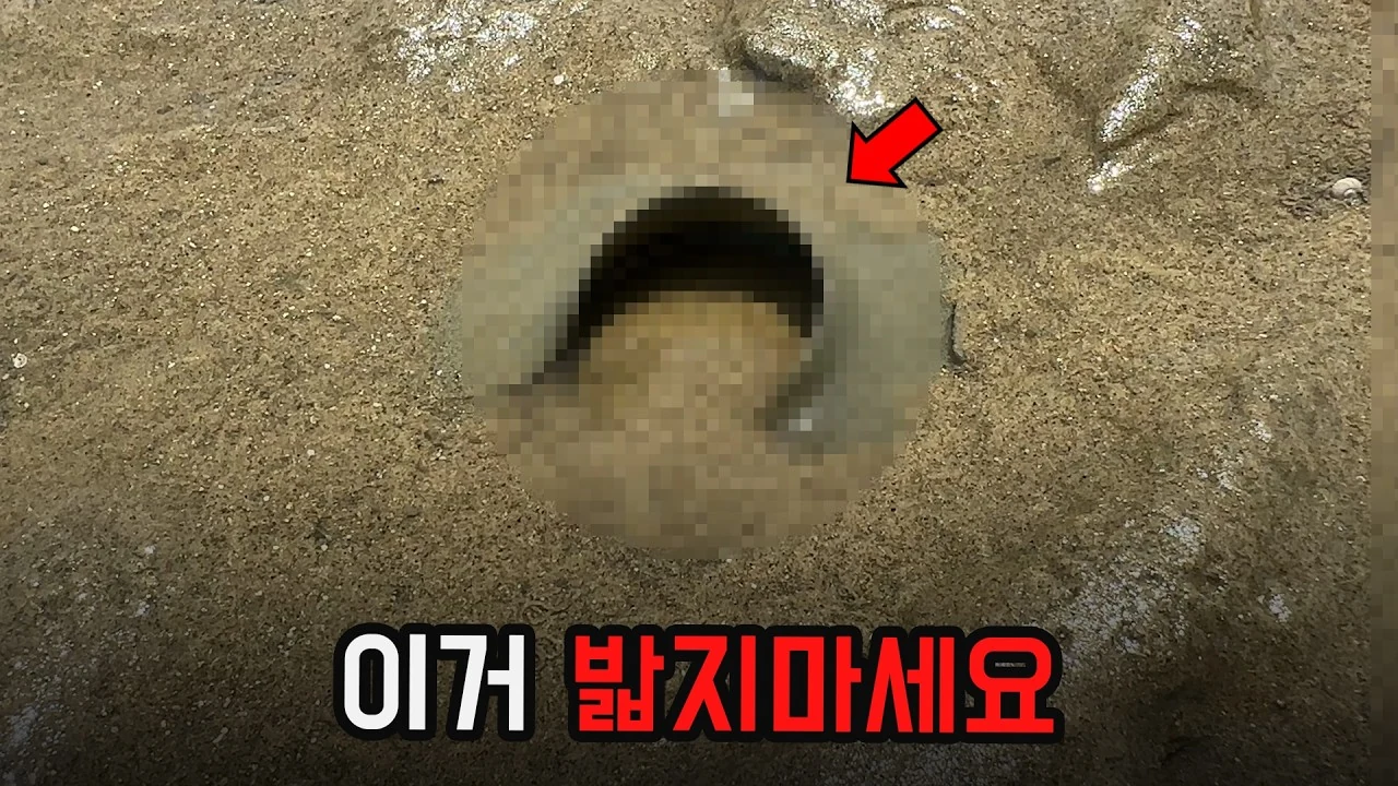 갯벌의 쓰레기처럼 보이는 모래 덩어리, 큰구슬우렁이 알집의 비밀