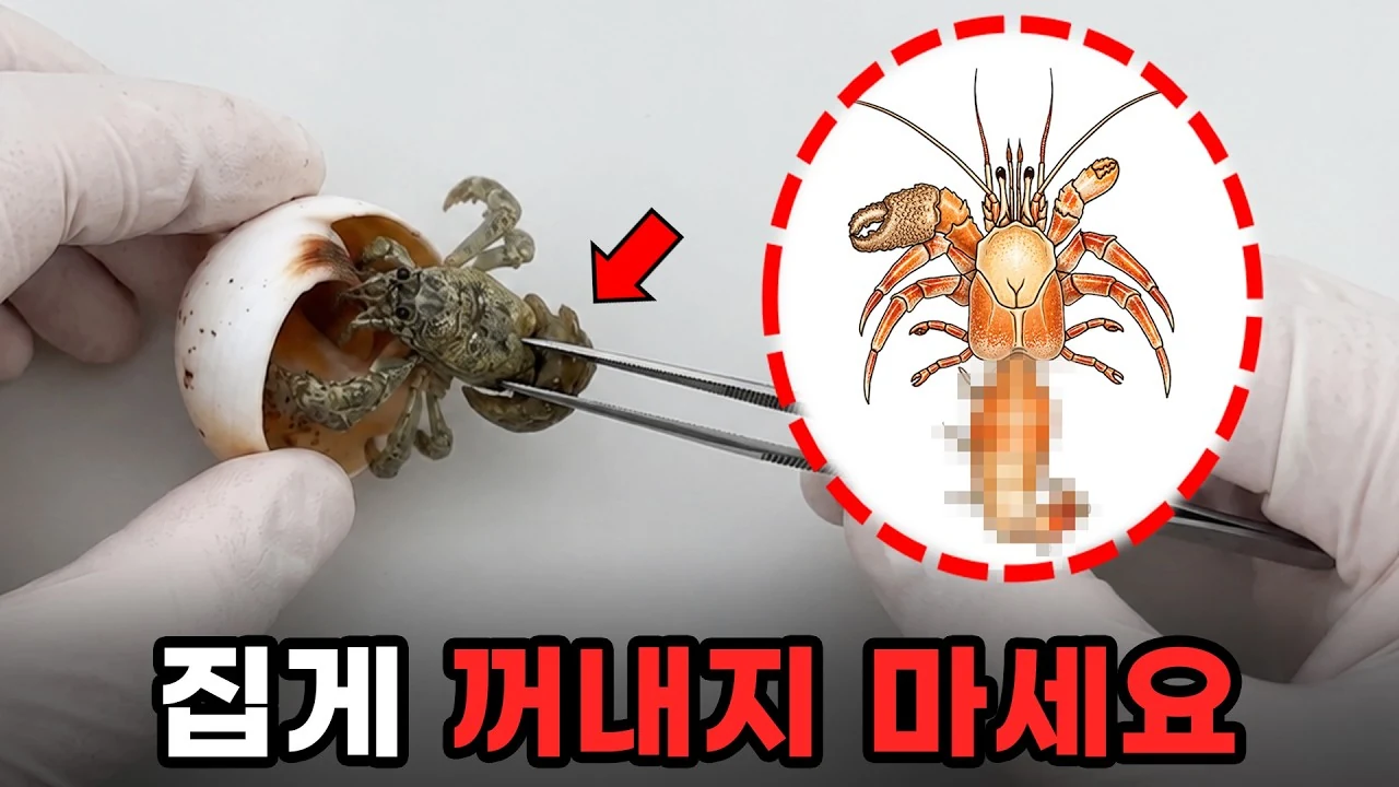 집게는 왜 껍데기가 필요할까? 게와의 차이점 및 생존 전략 정리