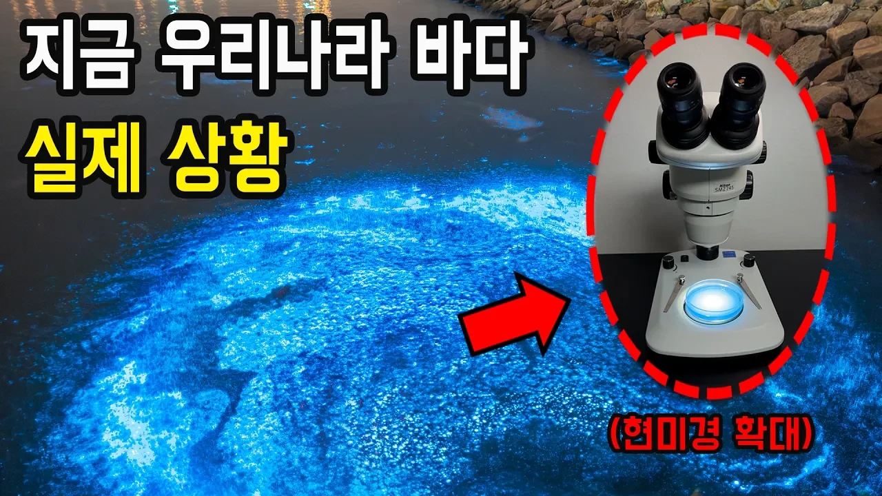 파랗게 빛나는 서해 밤바다의 정체: 야광충 생물발광 원리와 현미경 관찰