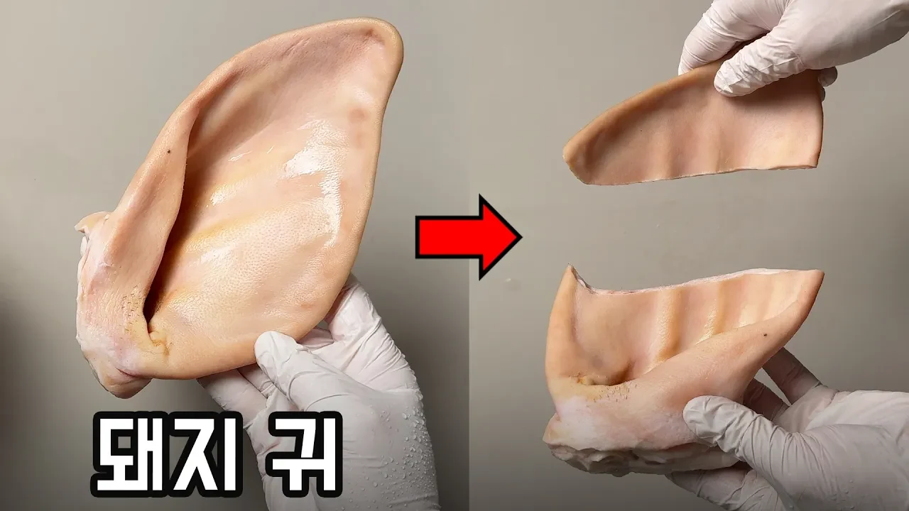 사람 귀와 돼지 귀의 구조 차이: 귓바퀴 주름과 연골이 소리를 모으는 원리