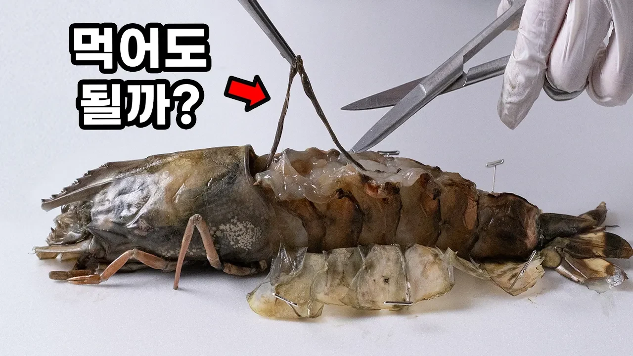 새우 등 검은 줄 제거해야 할까? 내장 성분과 현미경 관찰 결과