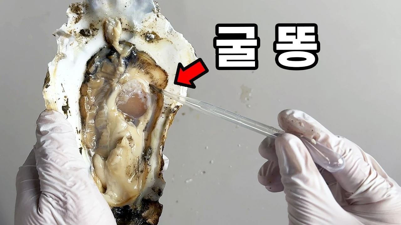 굴 해부와 굴똥 현미경 관찰로 풀어낸 이매패류의 바닷물 정화 원리