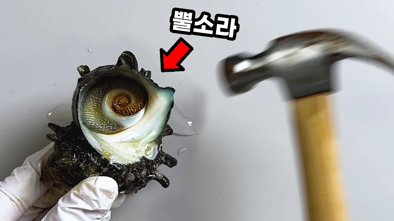 소라와 고둥은 어떻게 다를까? 뿔소라 내부 구조와 치설 관찰