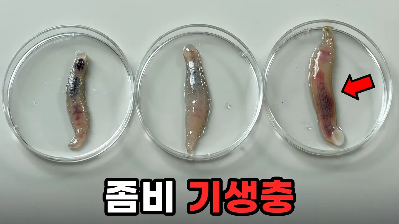 (충격주의) 물고기를 좀비로 만드는 기생충 해부