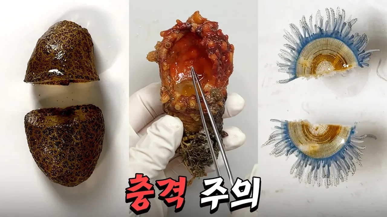 충격적인 반전을 가진 생물 해부 모음집