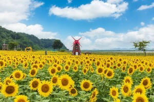 "신분증이 없으면 갈 수가 없습니다" 해바라기 10만 송이가 펼쳐진 동화 같은 여행지