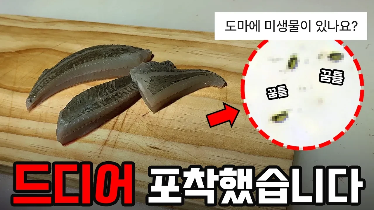 "도마를 확대하지 마세요.." 매일 쓰는 도마에는 무엇이 살고 있을까?