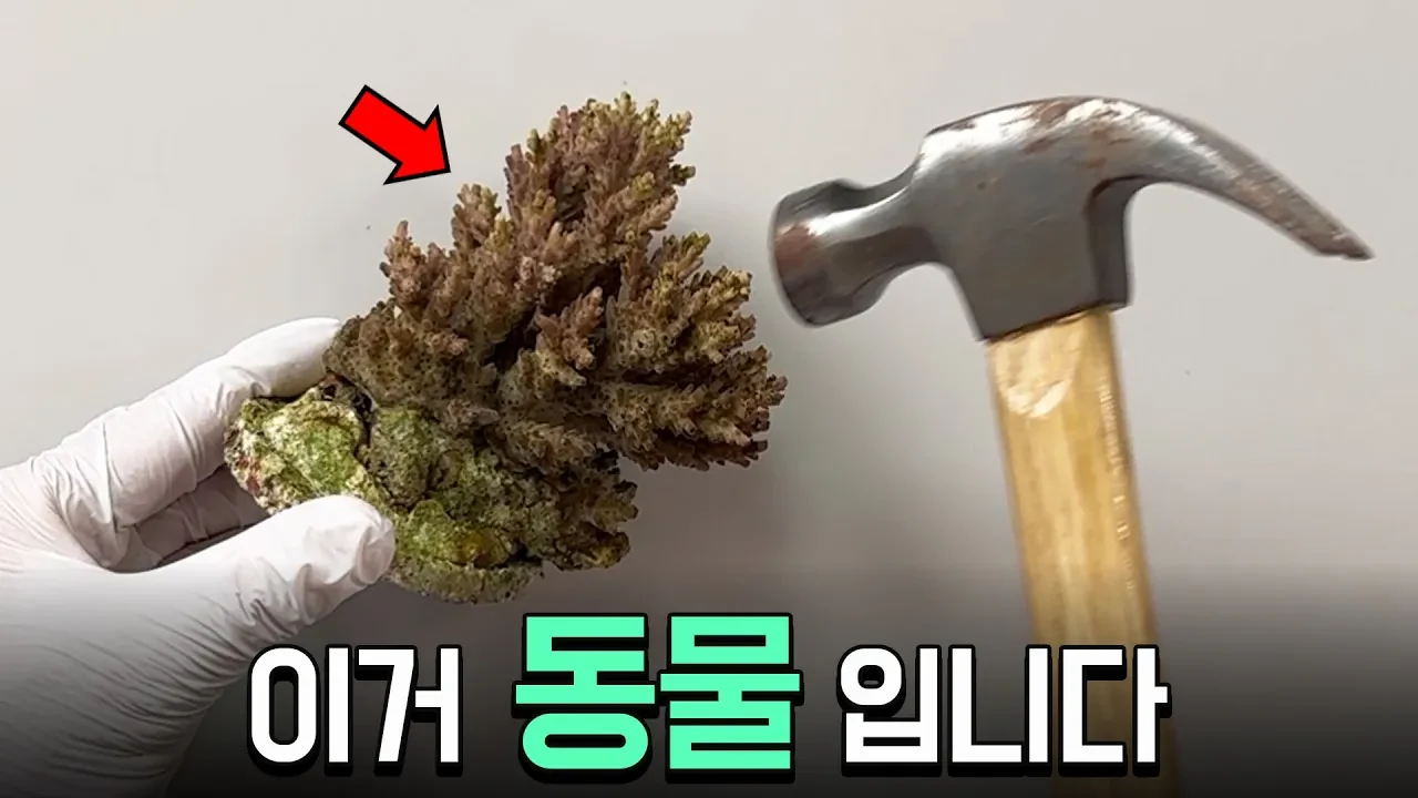 움직이지 않는 돌처럼 보여도 산호가 동물인 이유
